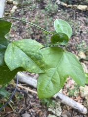 Passiflora suberosa