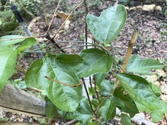 Passiflora suberosa