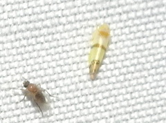 Empoa gillettei