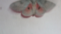 Syssphinx heiligbrodti