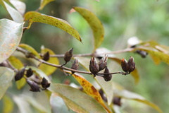 Cratoxylum cochinchinense