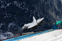 Carcharhinus falciformis