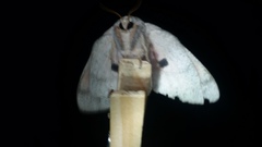 Syssphinx heiligbrodti