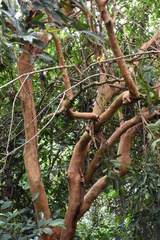 Cratoxylum cochinchinense