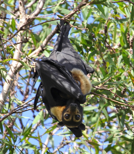 Spectacled Flying Fox (Mammals of JCU Townsville) · iNaturalist