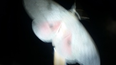 Syssphinx heiligbrodti