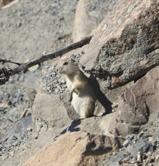 Urocitellus beldingi