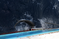 Carcharhinus falciformis