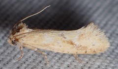 Acrolophus laticapitana