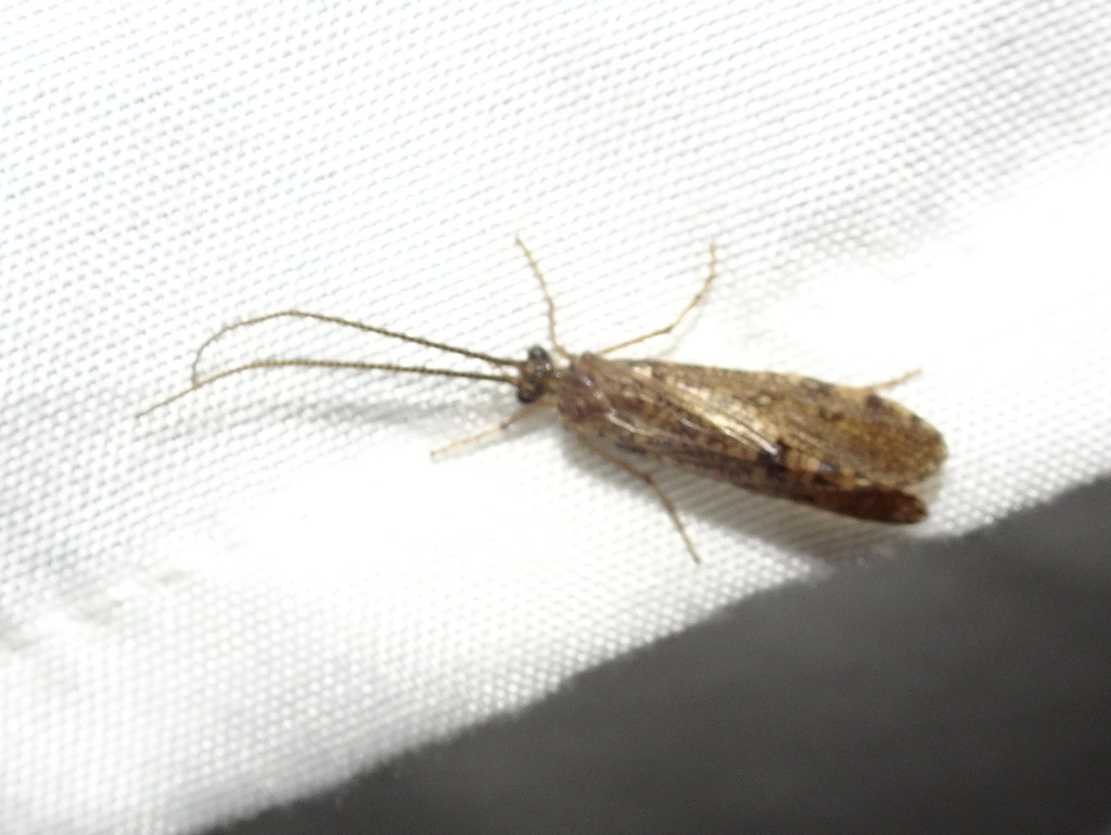 Banksiola crotchi