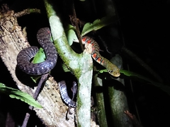 Xenochrophis trianguligerus