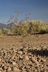 Eriogonum nutans nutans