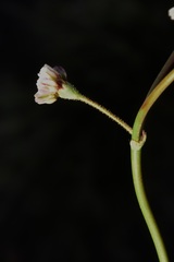 Eriogonum nutans nutans