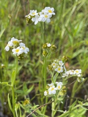 Plagiobothrys figuratus