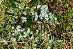 Cuatrecasasiella