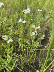 Plagiobothrys figuratus