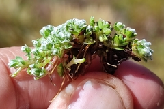 Cuatrecasasiella