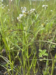 Plagiobothrys figuratus