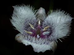 Calochortus tolmiei