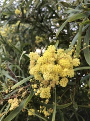 Acacia retinodes