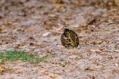 Turnix melanogaster