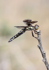 Plathemis subornata