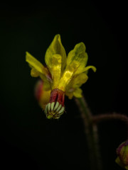 Vancouveria chrysantha