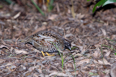 Turnix melanogaster