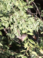 Psaltriparus minimus