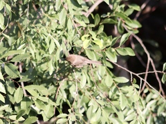 Psaltriparus minimus