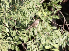 Psaltriparus minimus