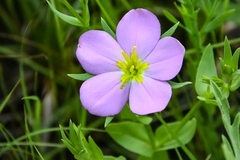 Sabatia campestris