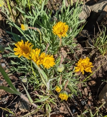 Erigeron linearis