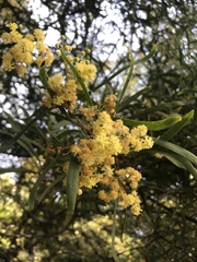 Acacia retinodes