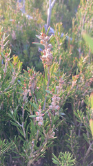 Melaleuca paludicola