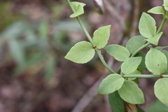 Psychotria serpens