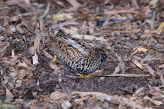 Turnix melanogaster