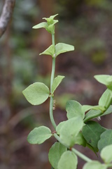 Psychotria serpens