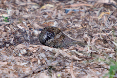 Turnix melanogaster