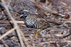 Turnix melanogaster