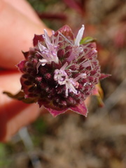 Monardella hypoleuca hypoleuca