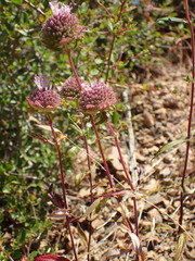 Monardella hypoleuca hypoleuca
