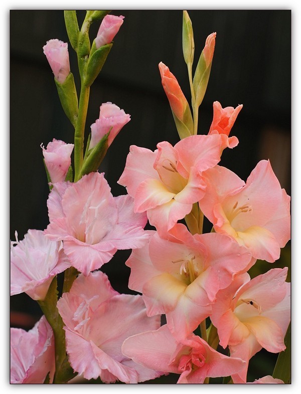 Large-flowered Gladiolus