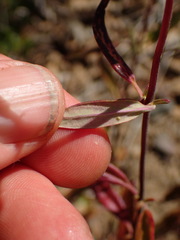 Monardella hypoleuca hypoleuca