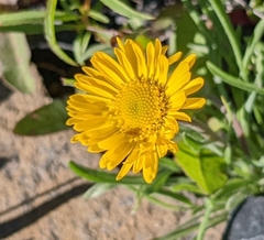 Erigeron linearis