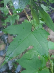 Ceratiosicyos laevis