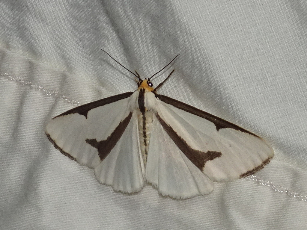 Leconte's Haploa Moth