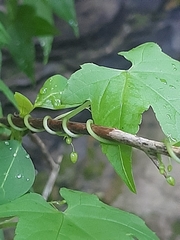 Ceratiosicyos laevis