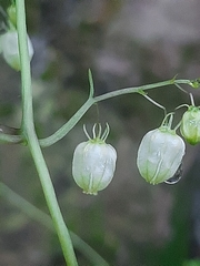 Ceratiosicyos laevis