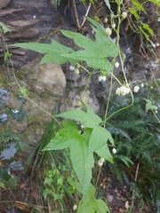 Ceratiosicyos laevis